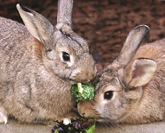 Food Forward Bunnies