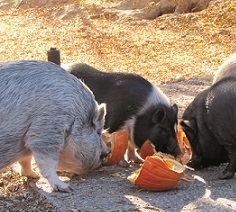 Food Forward Pigs