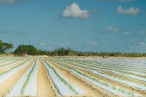 Agricultural Plastic Film Picture By CelsoDiniz on Flickr original at https://www.flickr.com/photos/celsodiniz/3378982295/in/photostream/