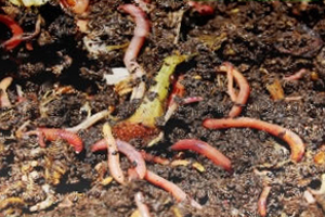 Vermicomposting Picture By looseends on Flickr original at https://www.flickr.com/photos/lunaspin/2607482657/ 