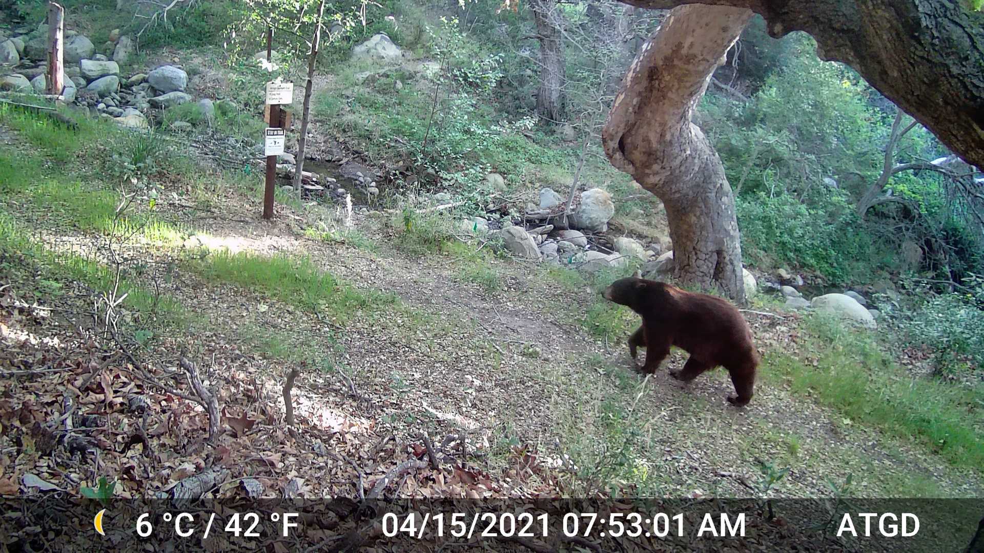 More bobcats, bears, mountain lions seen in region